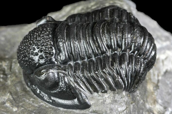 Detailed Gerastos Trilobite Fossil - Morocco #134097